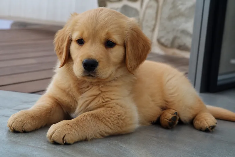 Photo d'un chiot Golden Retriever pour illustrer la race